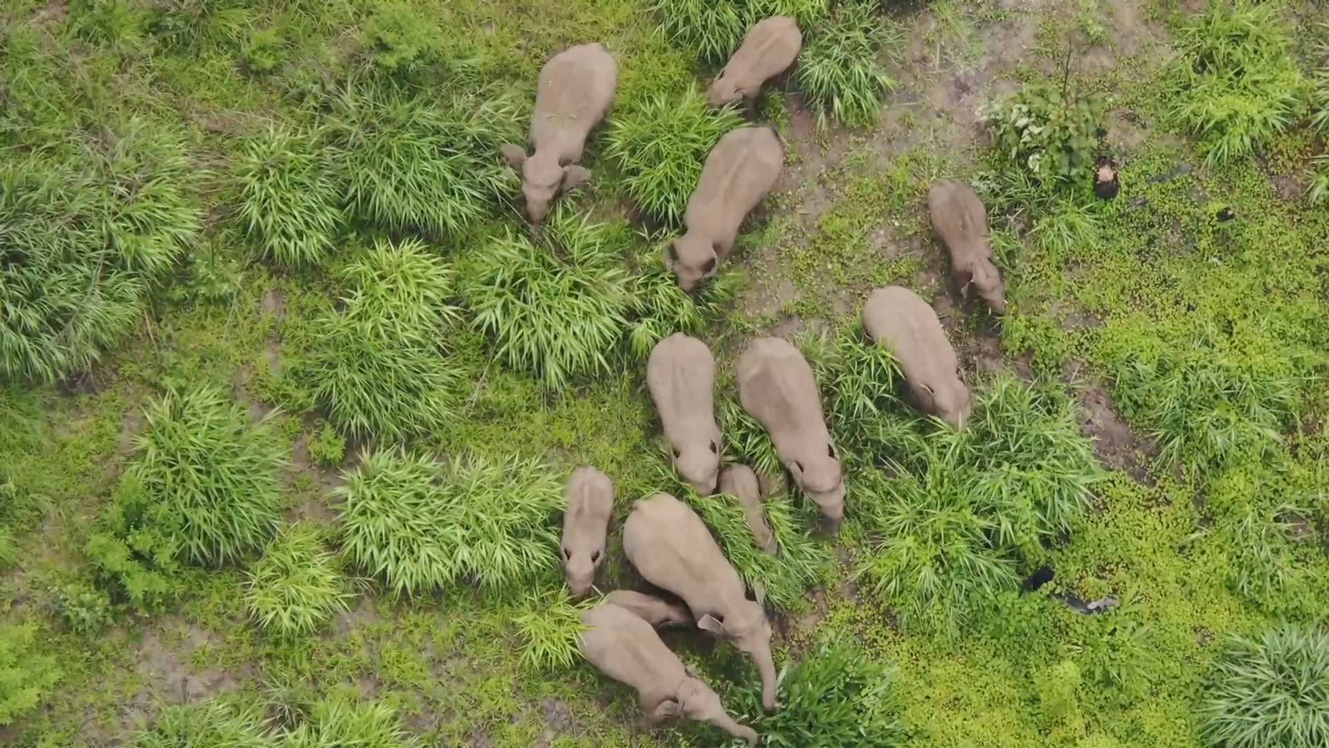 你掛念的這群大象回棲息地了 時間軸回顧其“出游”歷程