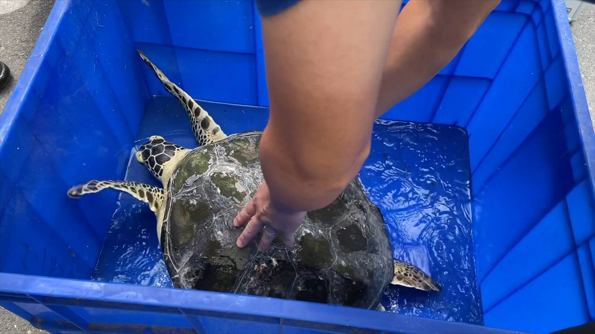 青岛市民海滩捡到受伤国家一级保护动物 救助中心“定制大餐”助其回归自然