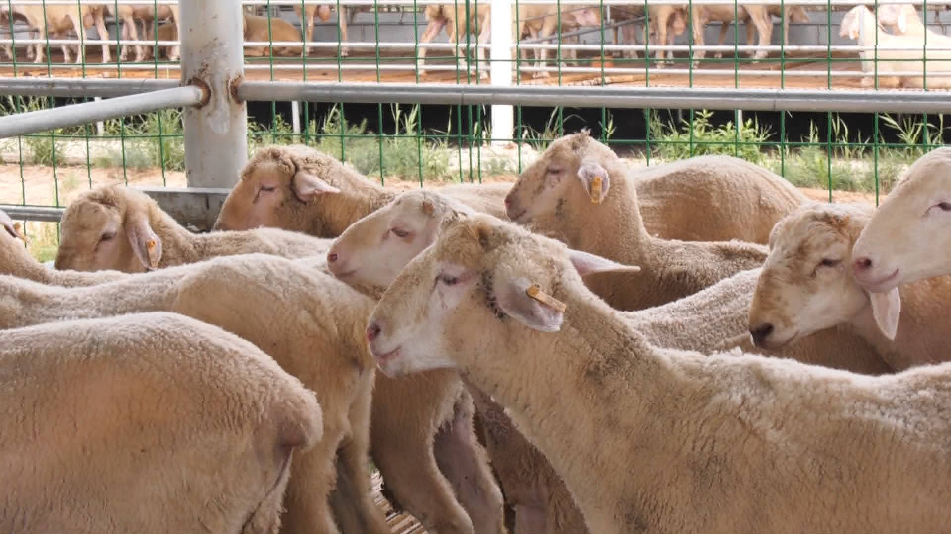 云端买卖羊、养殖过程可追溯......东营利津运用信息技术助推肉羊发展