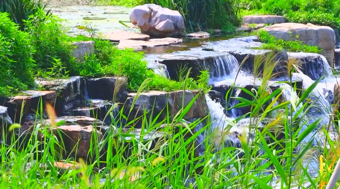 水光潋滟草木葱茏 邹城湿地公园景色美如画