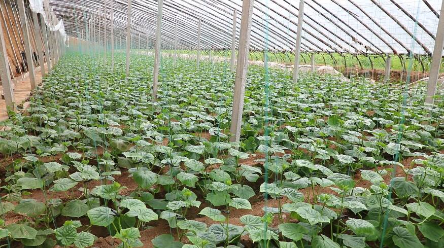 邹城农技专家深入田间指导蔬菜种植户应对强降雨