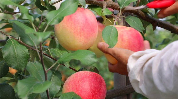 潍坊滨海：又是一年秋来到 苹果满树迎丰收