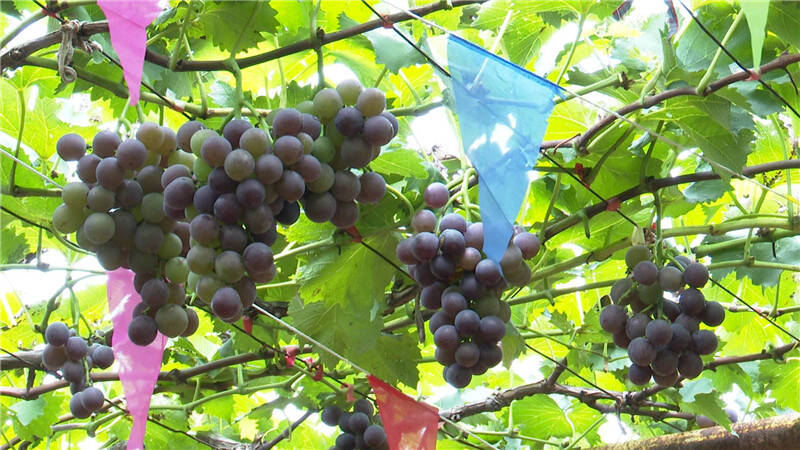 青岛城阳：葡萄成熟上市  市民采摘旺