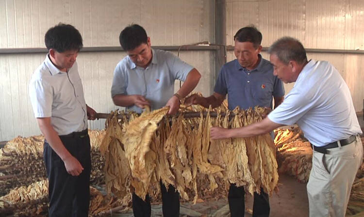 潍坊安丘：一片黄烟叶托起村民致富大产业