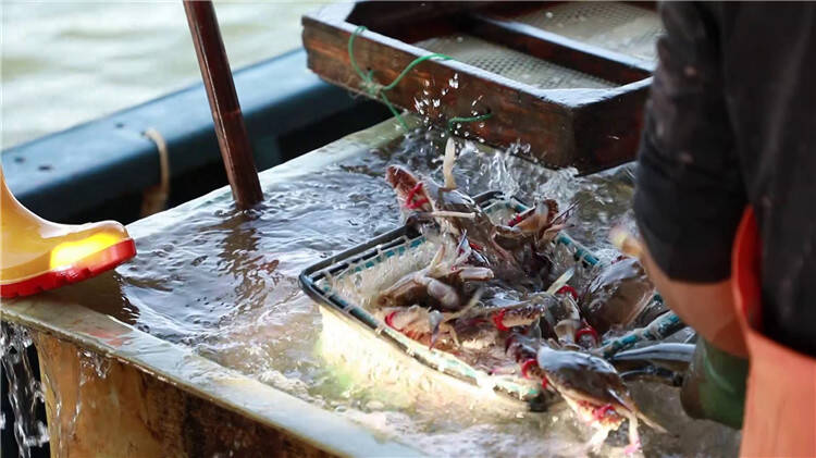 潍坊滨海：鱼虾满仓迎丰收