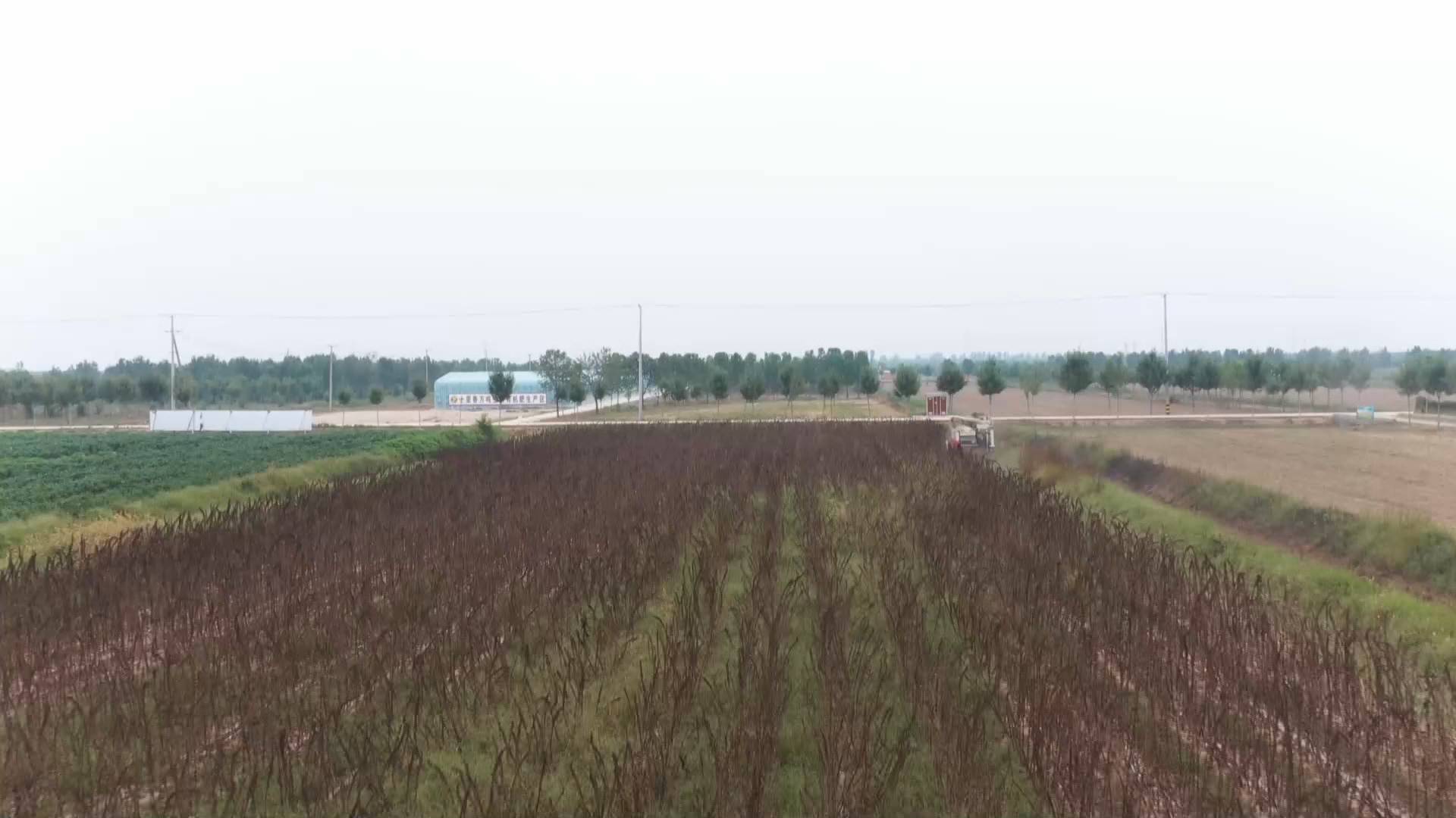 滨州无棣：盐碱地亩产130公斤 新品种芝麻种植实现现代化