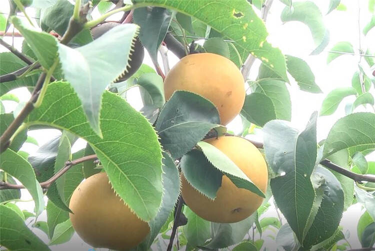 潍坊安丘：蜜梨成熟上市