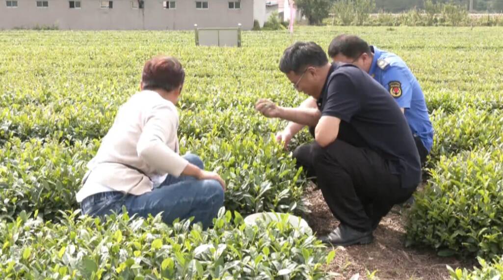 日照市巨峰镇开展全域绿色茶园创建  严保茶叶品质