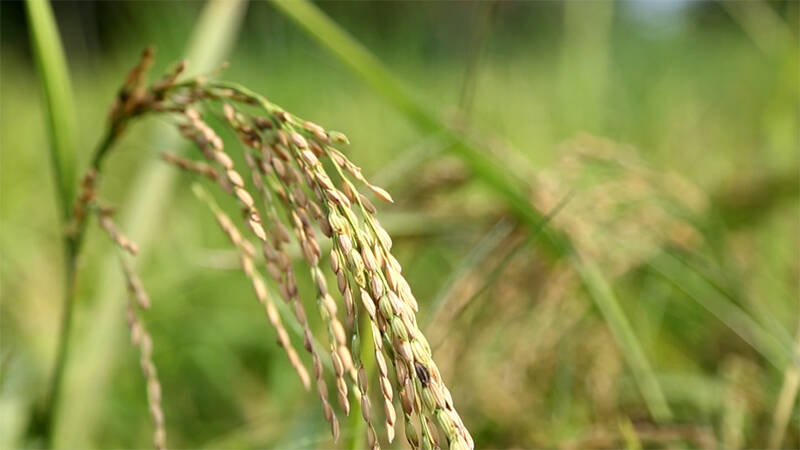 德州黄河涯镇1700多亩五彩旱稻丰收 首次种植亩产达700斤