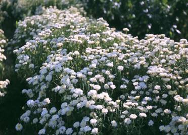 德州平原：百亩菊花盛开吐蕊 引来摄影师“拍大片”