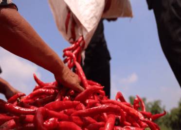 德州武城：500亩辣椒丰收正当时 呈现一幅火红辣椒秋收图