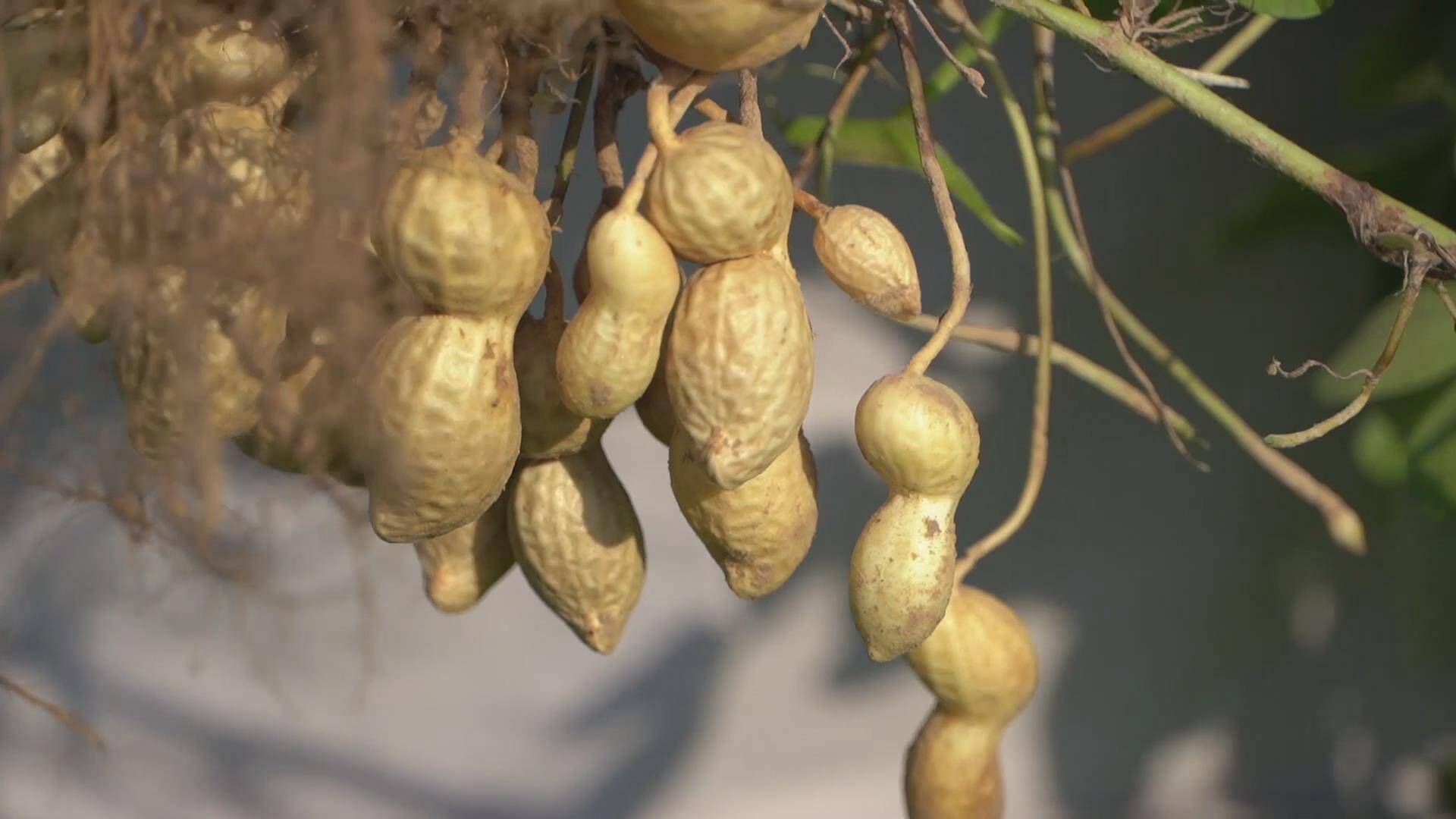 德州夏津：千余亩高油酸花生喜获丰收，小花生结出致富“金豆豆”