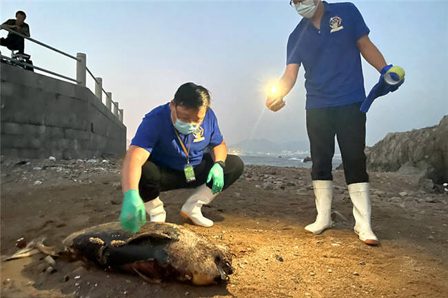 青岛黄海海岸再现江豚尸体 将进行无害化处置