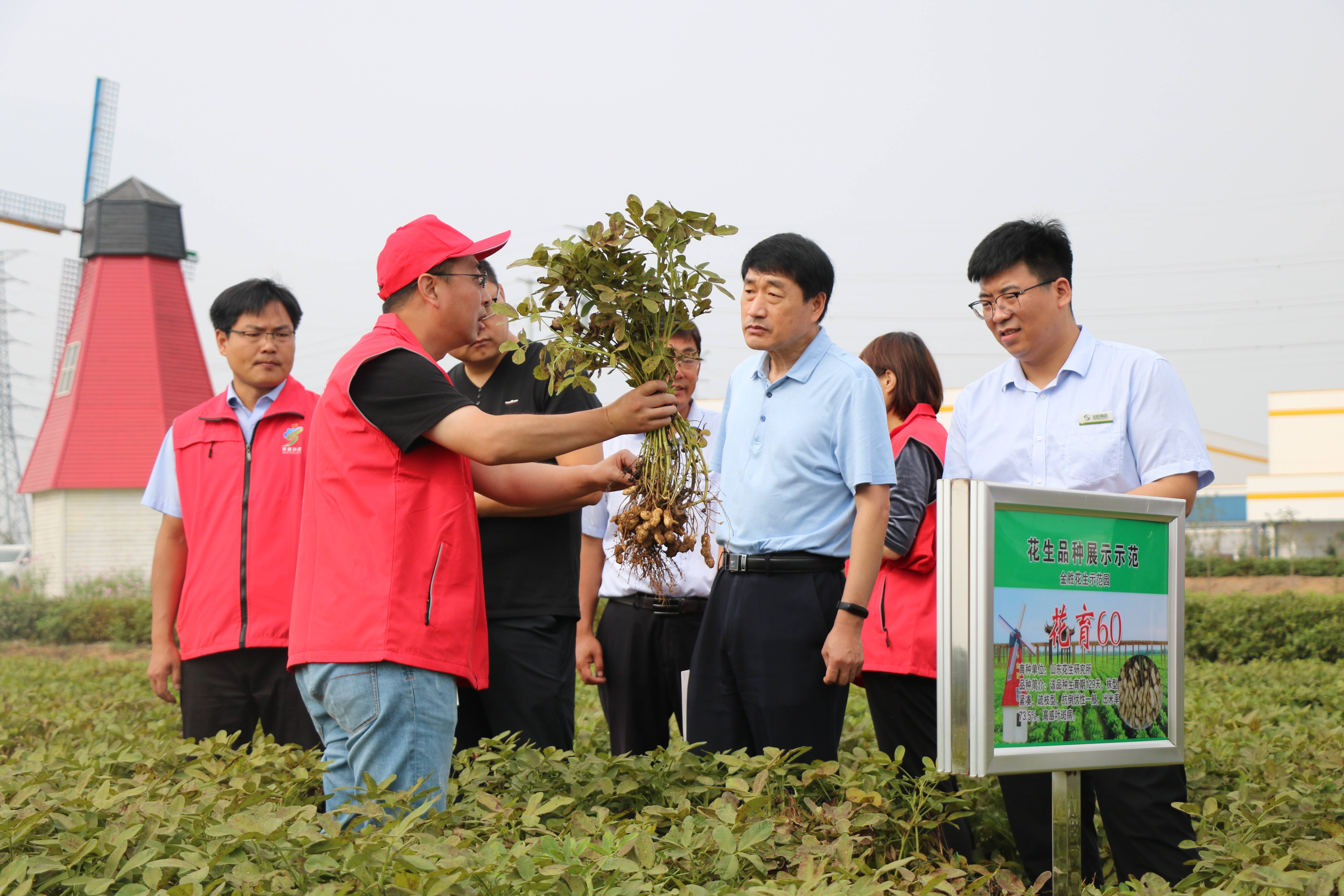 “齐鲁粮油”产研孵化中心花生新品种观摩会在莒南县召开