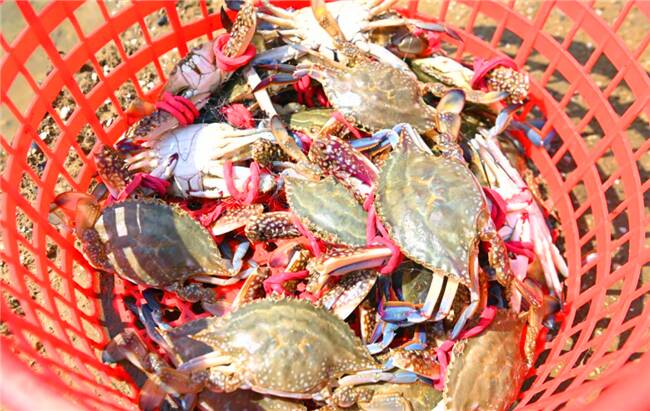 吃螃蟹喽！2021中国农民丰收节暨第二届岛耳河螃蟹节开幕