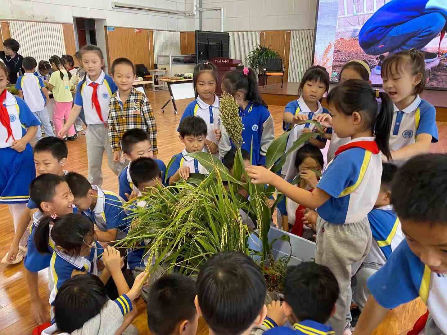 选购蔬菜、撒下种子……济南市中区原山小学首届“丰收节”活动成功举办