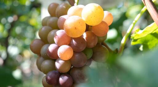 枣庄市中区葡萄成熟上市，成假期市民“打卡地”