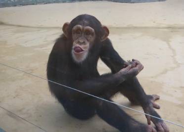【假期我在岗】走进齐河动物王国黑猩猩饲养员的别样假期