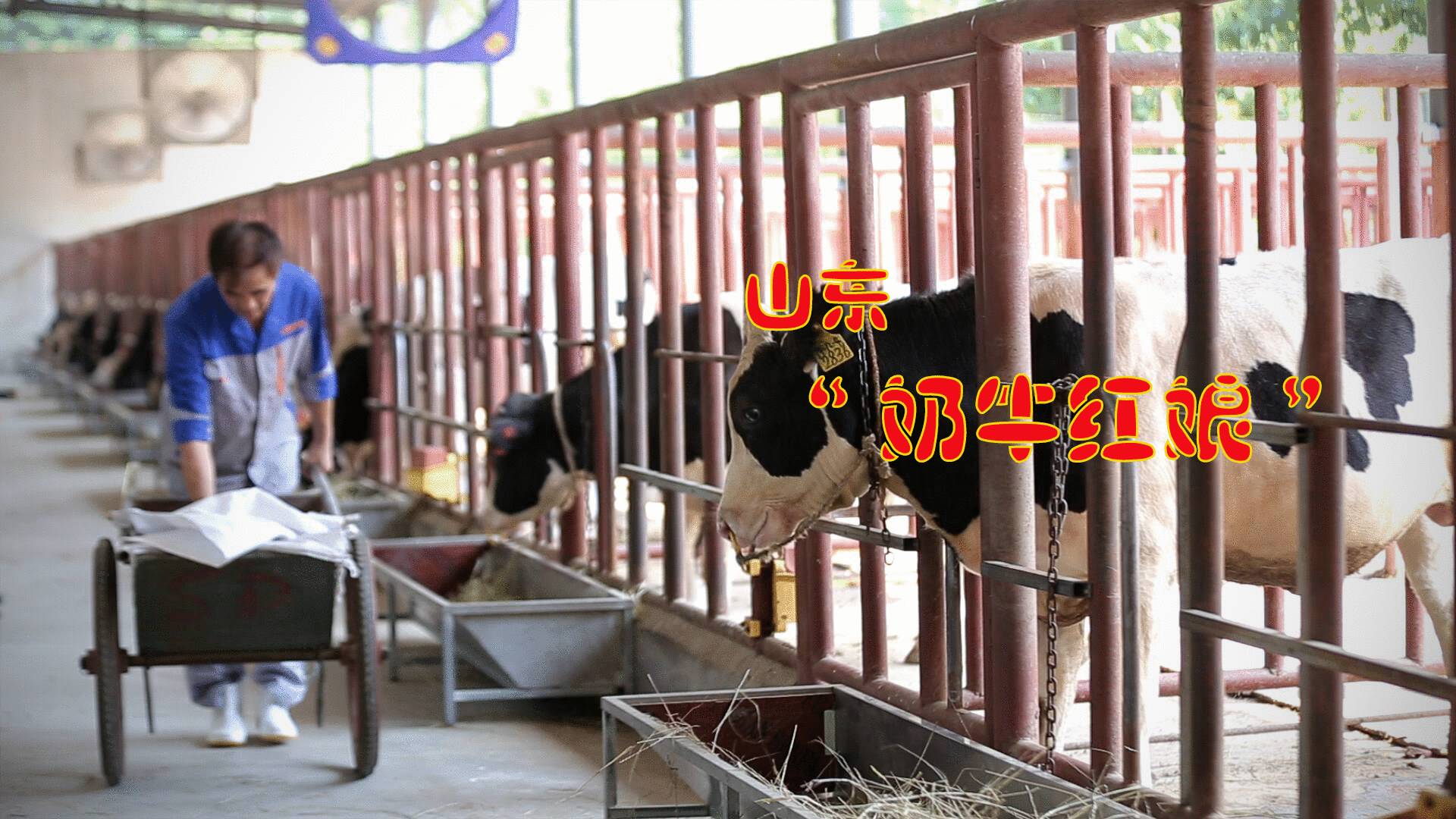 山东：一只“高产奶牛”是如何诞生的
