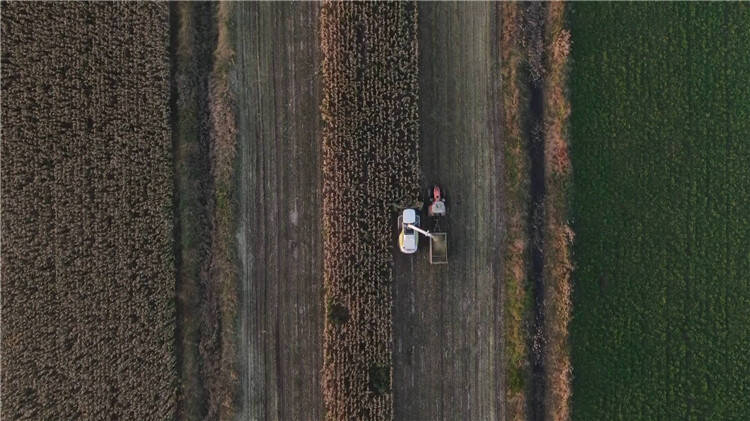 无棣秋收正在进行 千亩玉米地青贮作业忙