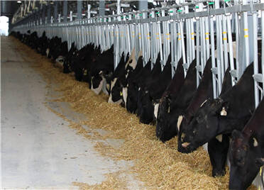 潍坊优然牧业（滨海）万头奶牛高产示范牧场项目首批3500头奶牛入栏
