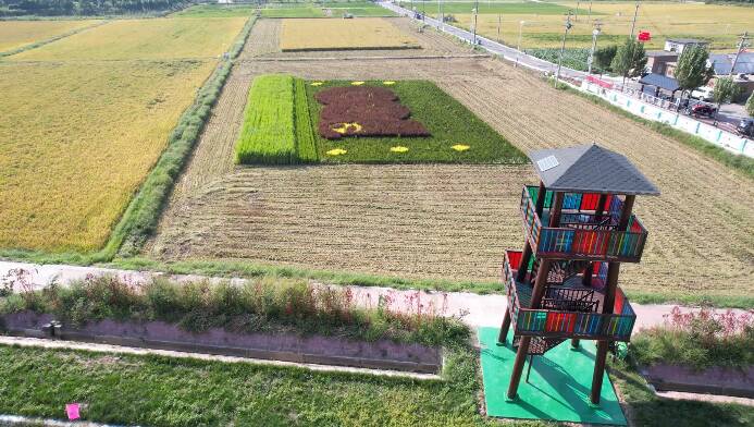 这就是山东·济南丨希望的田野！来看黄河岸边稻香丰收美景