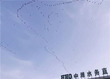 候鸟迁徙！数万只候鸟成群飞过潍坊滨海上空