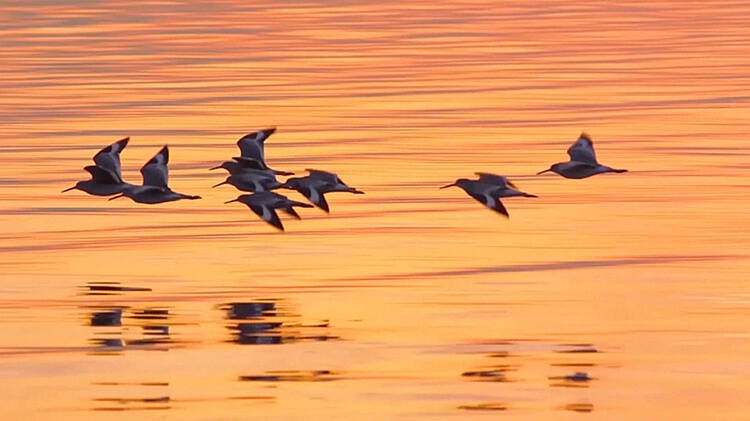 诗画山东·黄河篇丨德州：水鸟翩翩来 黄河生态美