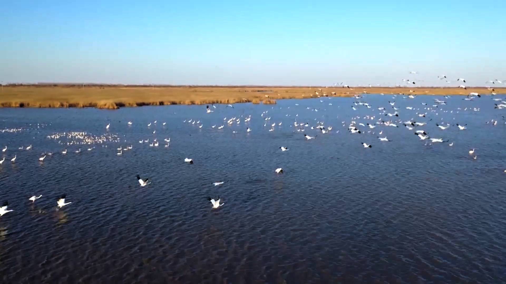 百万候鸟云集 黄河三角洲成全球最大东方白鹳繁殖地