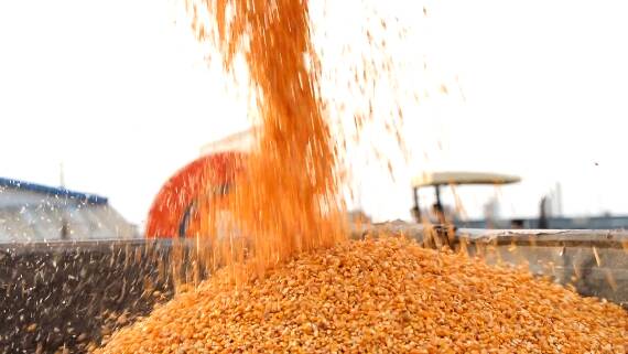 500亩玉米两天收完！“收获能手”助阵潍坊昌乐“三秋”生产