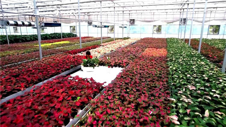 潍坊青州花卉行业20年发展巨变 来听听花农怎样说