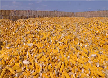 寿光对60多万亩玉米进行抢收作业 确保颗粒归仓
