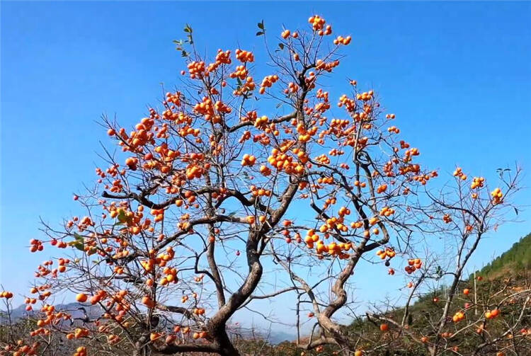 【秋日美好画卷】潍坊青州：金秋柿红漫山野