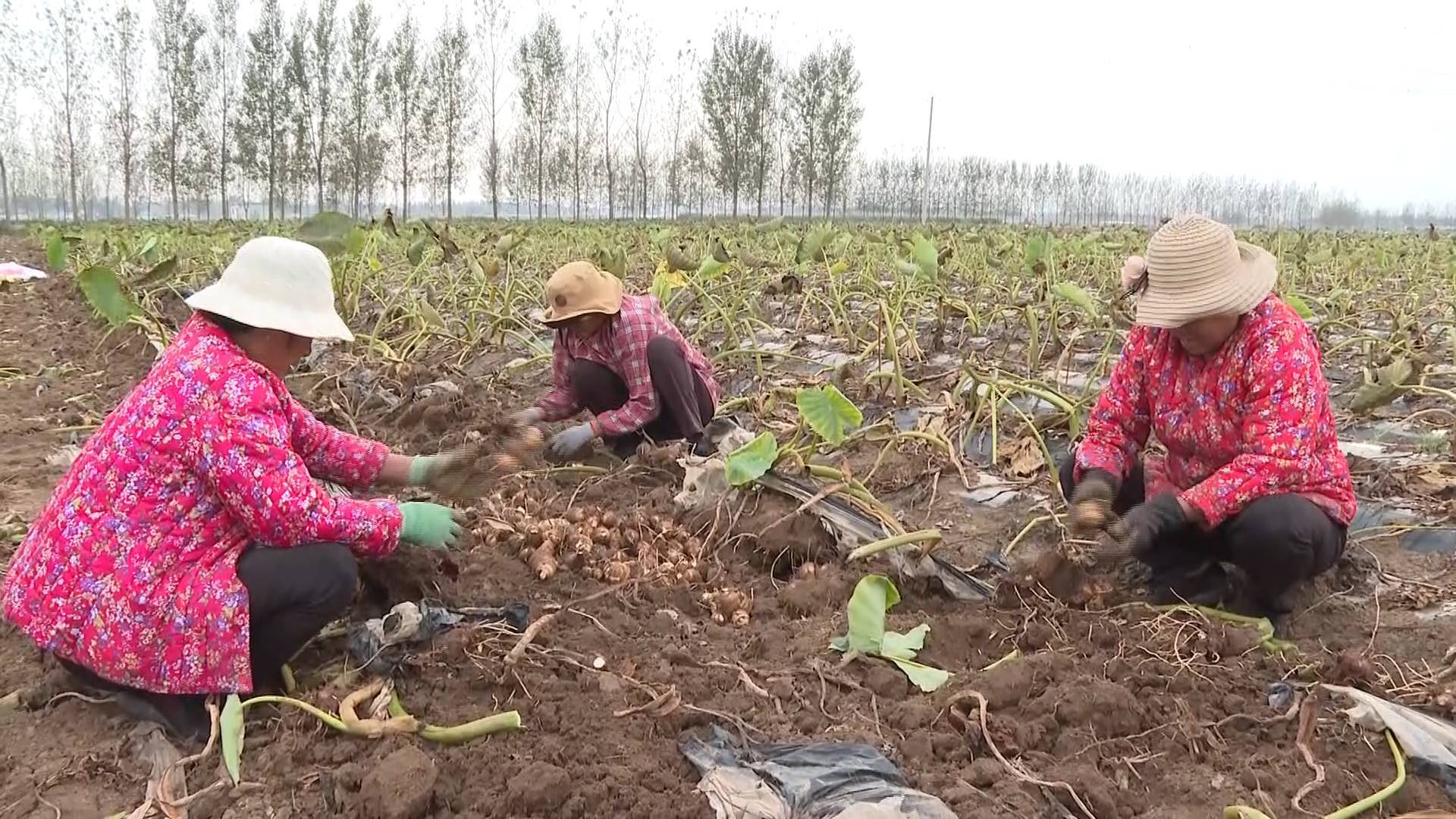 枣庄峄城毛芋喜获丰收，特色种植助力农民增收致富