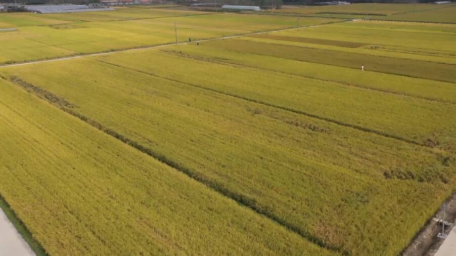 日照市岚山区8500多亩水稻迎来收获期