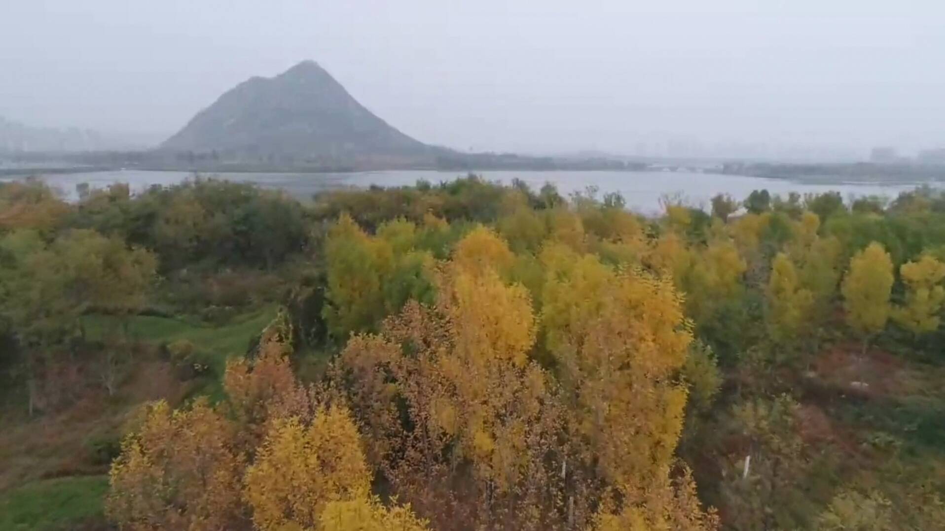 近看红叶远眺山 “鹊华秋色图”在济南晚秋时节展开