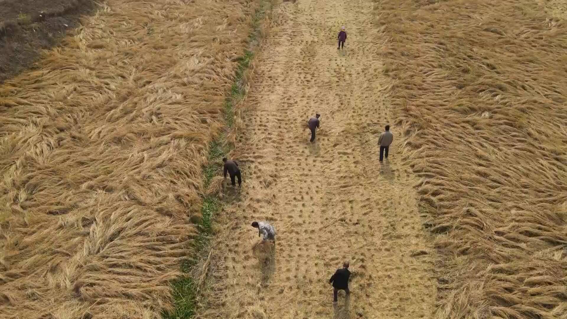 临沂兰陵：探索水稻种植新模式 涝洼地变身百亩良田