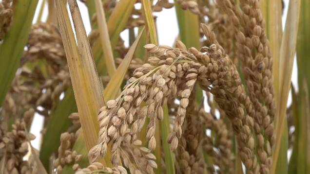 丰收了！潍坊盐碱地上稻米产量“年年增” 背后秘密是什么？