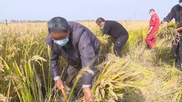 农民人均年收入增至5万元！潍坊2.51万亩盐碱地变成“富民田”