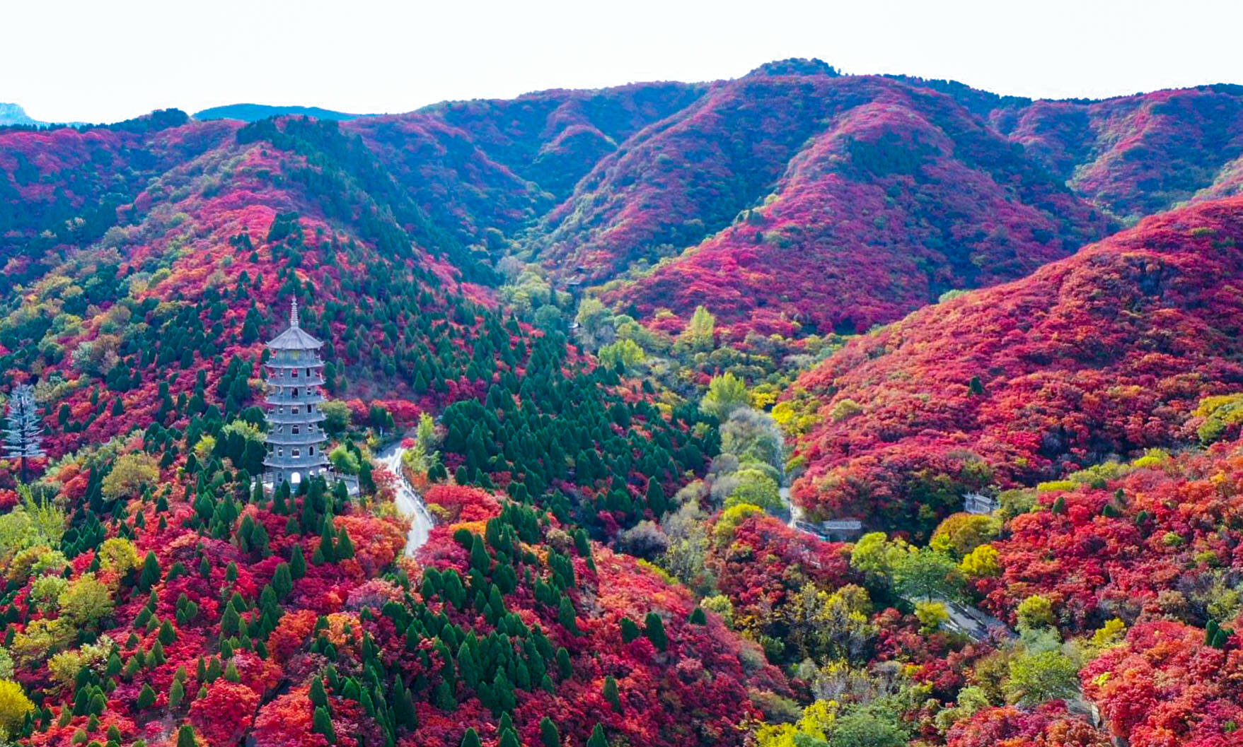 诗画山东丨叶正红，色正浓，红叶谷赏叶恰是好时节