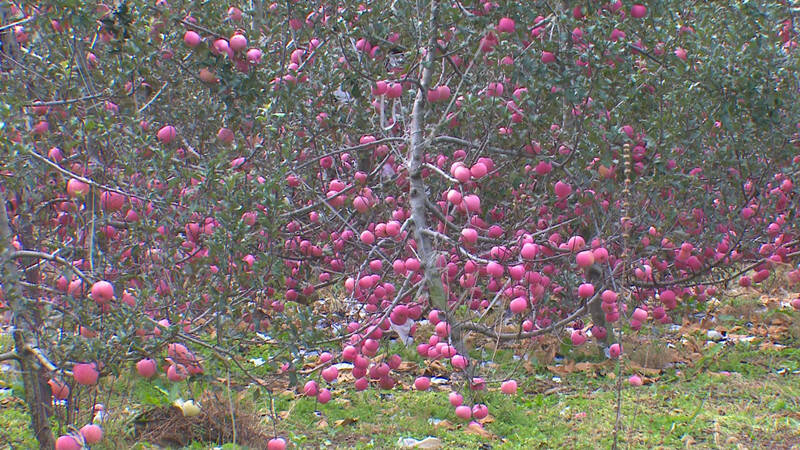 潍坊青州：苹果丰收挂满枝  “金果”点亮致富路