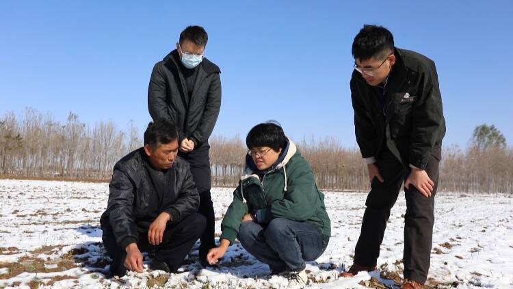 东营区：农技专家深入田间地头 为设施农业“防寒保暖”