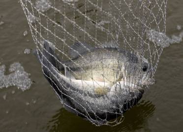 一个桶养出3500斤鱼！德州：“零排放”圈养淡水鲈鱼 激活乡村“一池春水”