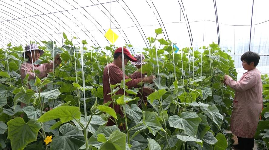 曲阜农技专家指导农户做好低温防护 确保蔬菜生产稳定