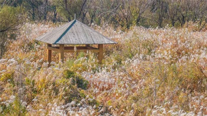 这就是山东丨看芦花飞雪、观候鸟齐飞！赏初冬醉美黄河入海口