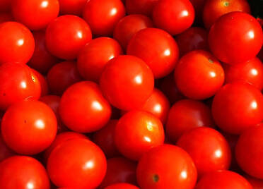 Vlog丨个头匀称、口感爆浆！德州智慧大棚31万余株番茄迎今冬首茬采摘