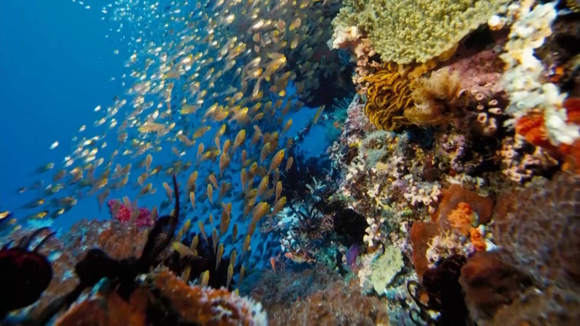 这就是山东·云上打卡最美海岸线｜沉浸式“云潜水”！看了这些鱼虾贝藻参感觉已经在海底畅游了