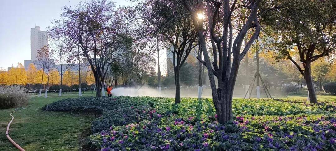 日照主城区栽种35万盆季节花卉扮靓冬日街景