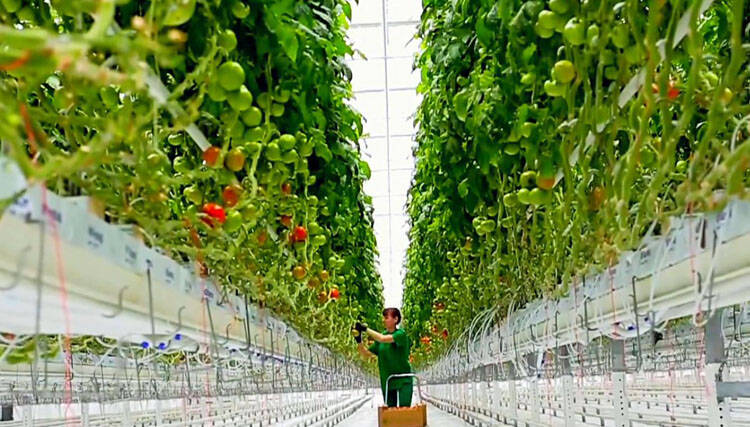 德州与荷兰韦斯特兰市进行农业温室线上参观交流