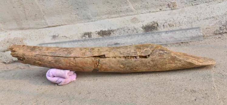 跋山遗址出土距今9.9万年象牙铲为古菱齿象门齿制成 是否为磨制骨器还需进一步研究